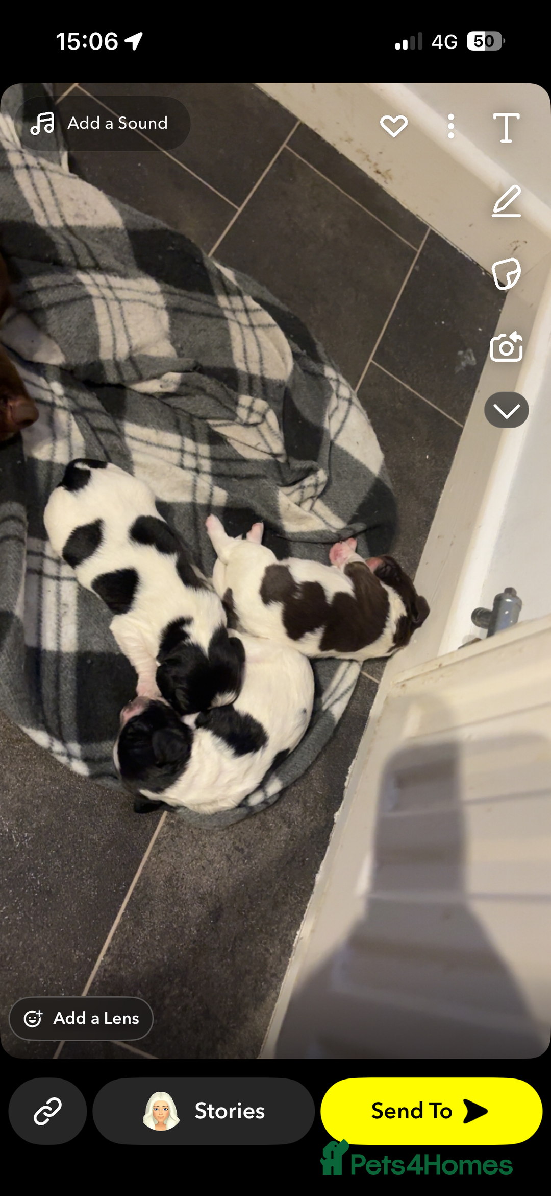 Mixed Breed dogs for sale: 5 BEAUTIFUL SPRINGER/SPROCKER PUPPIES FO SALE  - Advert 19