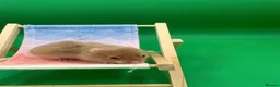Hamster rodents for sale: Adorable Syrian hamster babies  - Advert 5