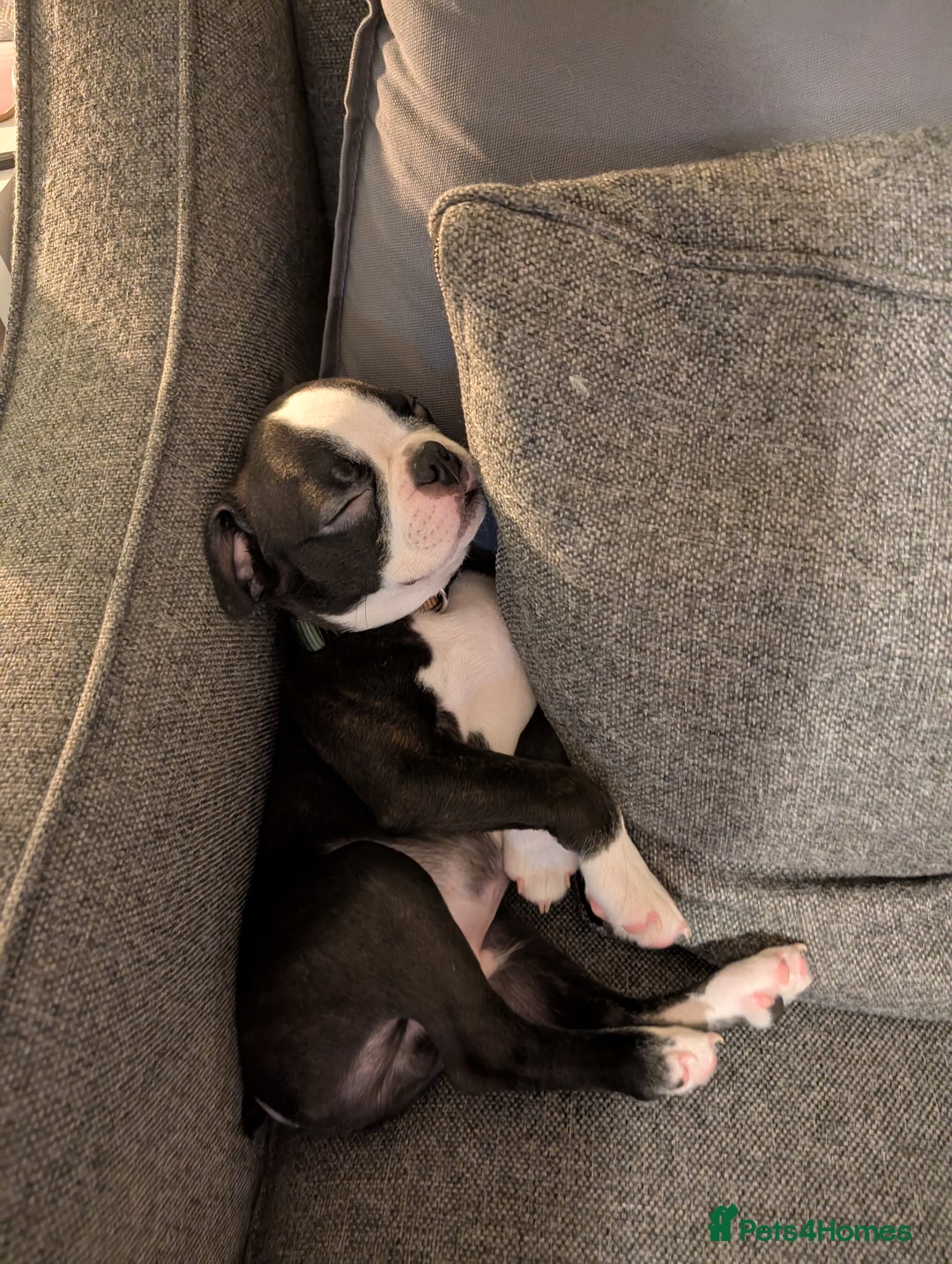 Boston Terrier dogs for sale: SOLD** - Advert 9
