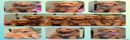 Cockapoo dogs for sale: Cockapoo puppies in Banbridge - Advert 1