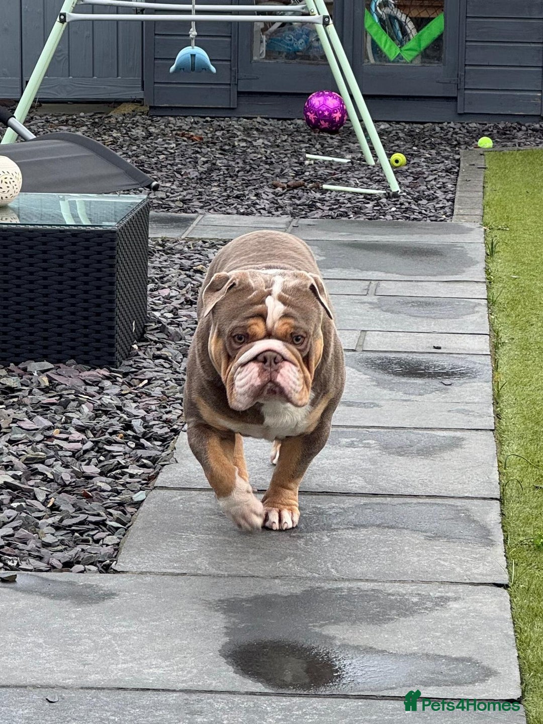 English Bulldog dogs for stud: RUBBLE FOR STUD - Advert 2