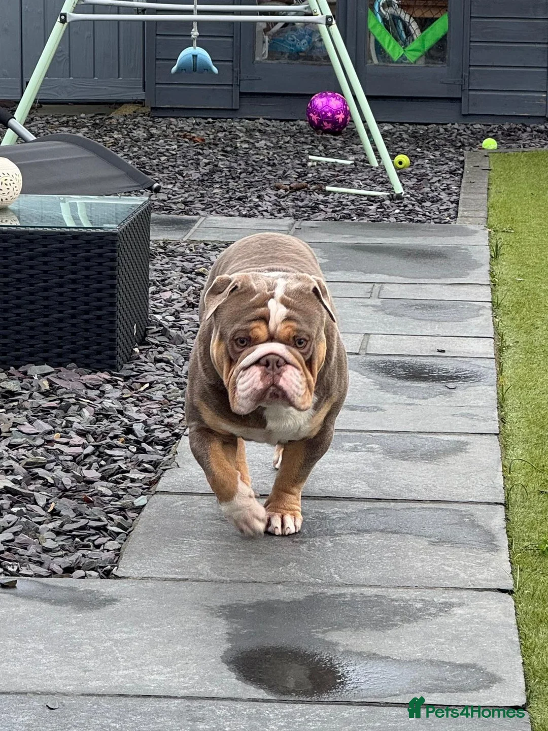 English Bulldog dogs for stud: RUBBLE FOR STUD - Advert 2