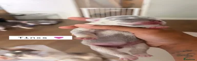 French Bulldog 2