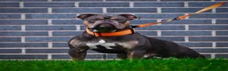 Olde English Bulldogge dogs for sale: Meet Tank - Bulldog looking for a loving home.  - Advert 4