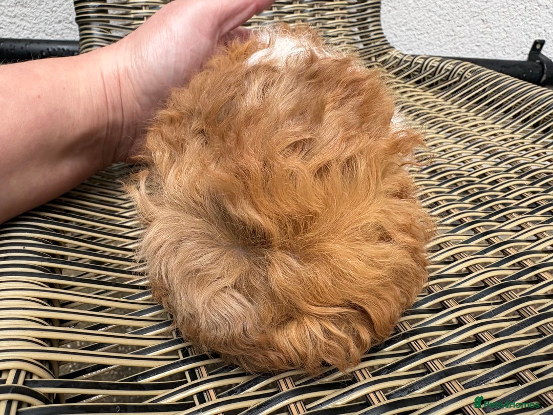 Guinea Pig rodents for sale:  Lunkarya boar  - Advert 4