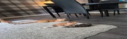 Mixed Breed cats for sale: Beatiful friendly kittens - Advert 9