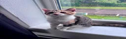 Domestic Shorthair cats for sale: Calico female kitten  - Advert 6