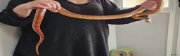 Corn Snake reptiles for sale: Corn Snake with 4ft Vivarium  in Weston-super-Mare - Advert 3