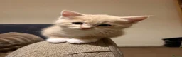 Ragdoll cats for sale: Gorgeous ragdoll cross kittens  - Advert 9