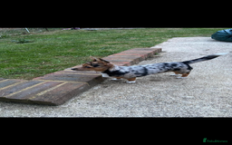 Jack Russell dogs for stud: Blue merle jack Russell x chihuahua for stud  - Image 1