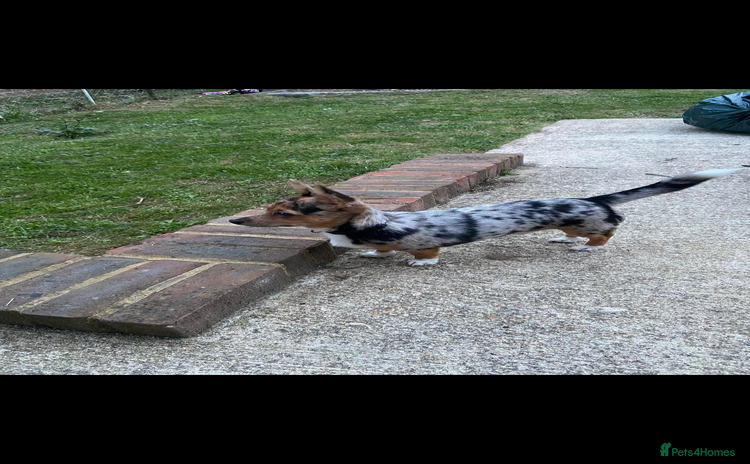 Jack Russell dogs - Advert 2