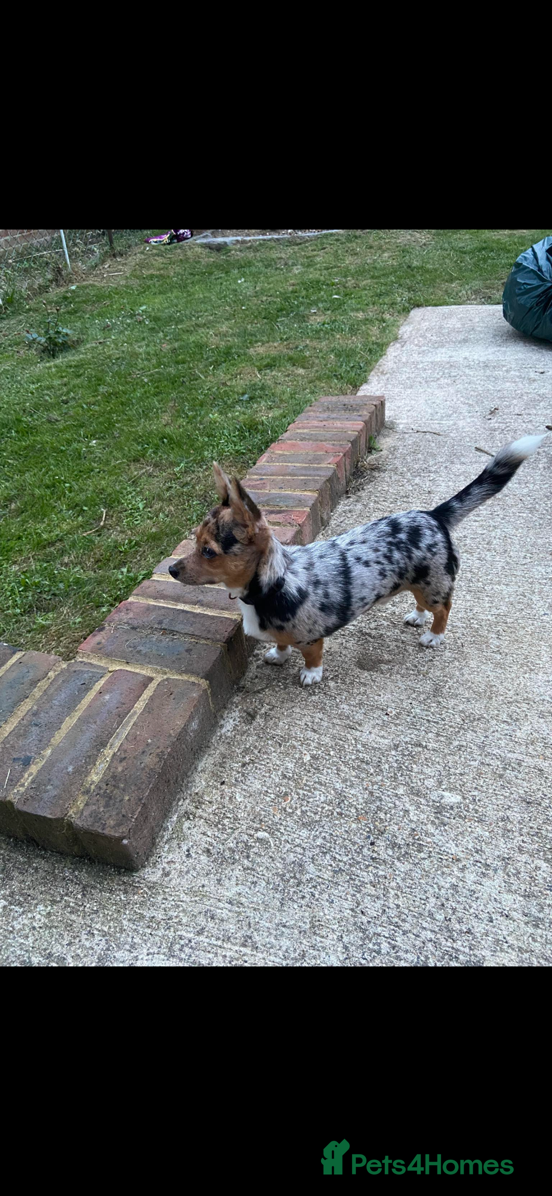 Jack Russell dogs for stud: Blue merle jack Russell x chihuahua for stud  - Image 1