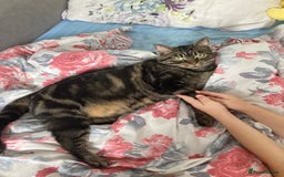 Mixed Breed cats for sale: Adult female tabby cat - Image 2