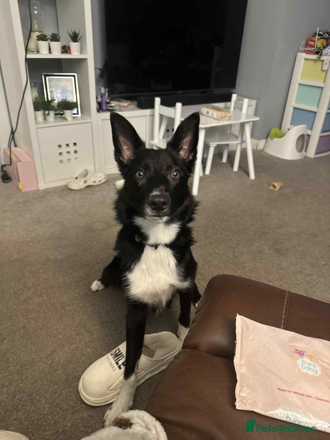Border Collie dogs for sale: Rehome urgent, no fault of own  - Advert 4