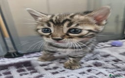 Bengal cats for sale: Lovely bengal kittens(Tica reg.)😍 - Image 21