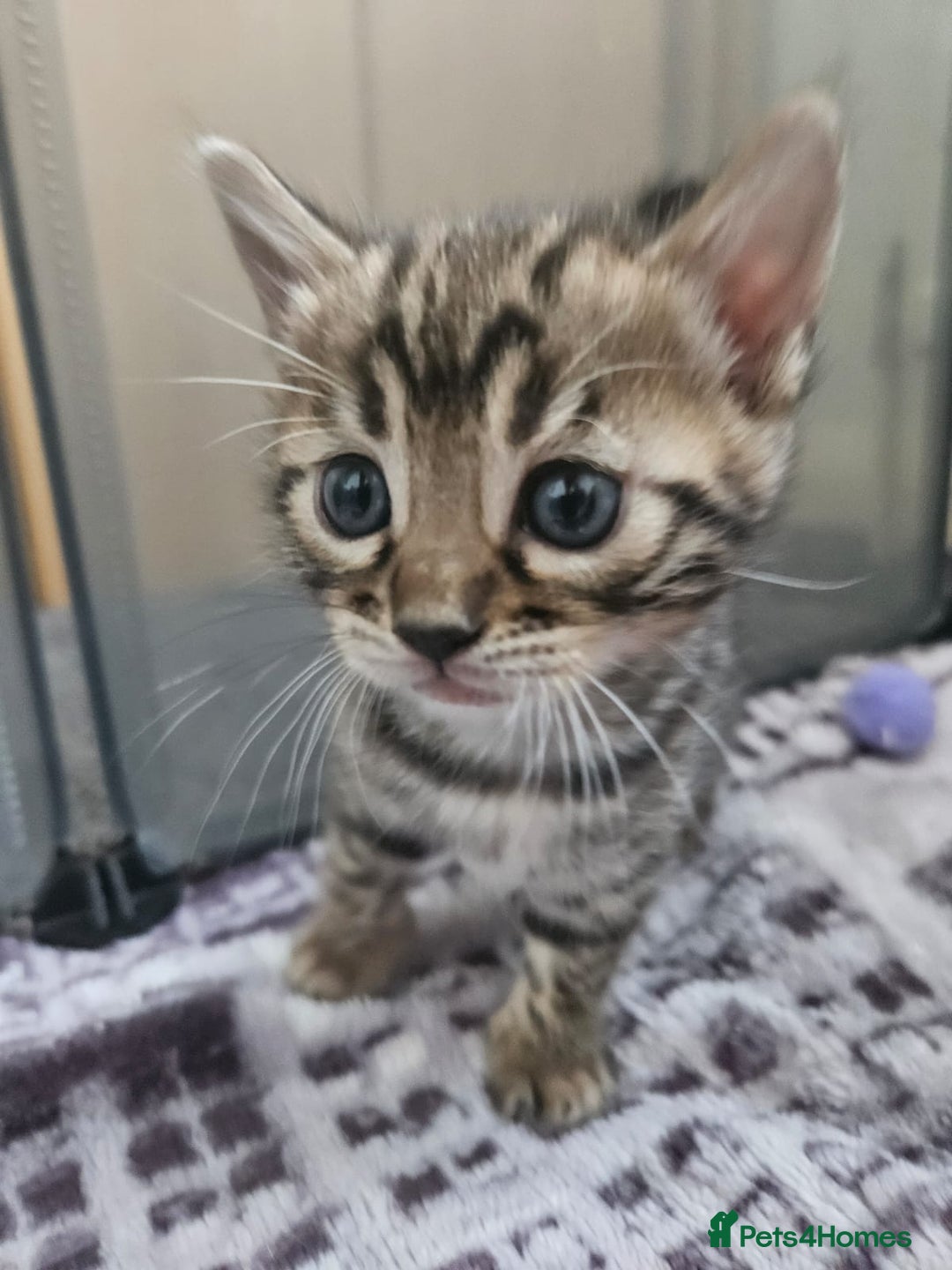 Bengal cats for sale: Lovely bengal kittens(Tica reg.)😍 - Image 21