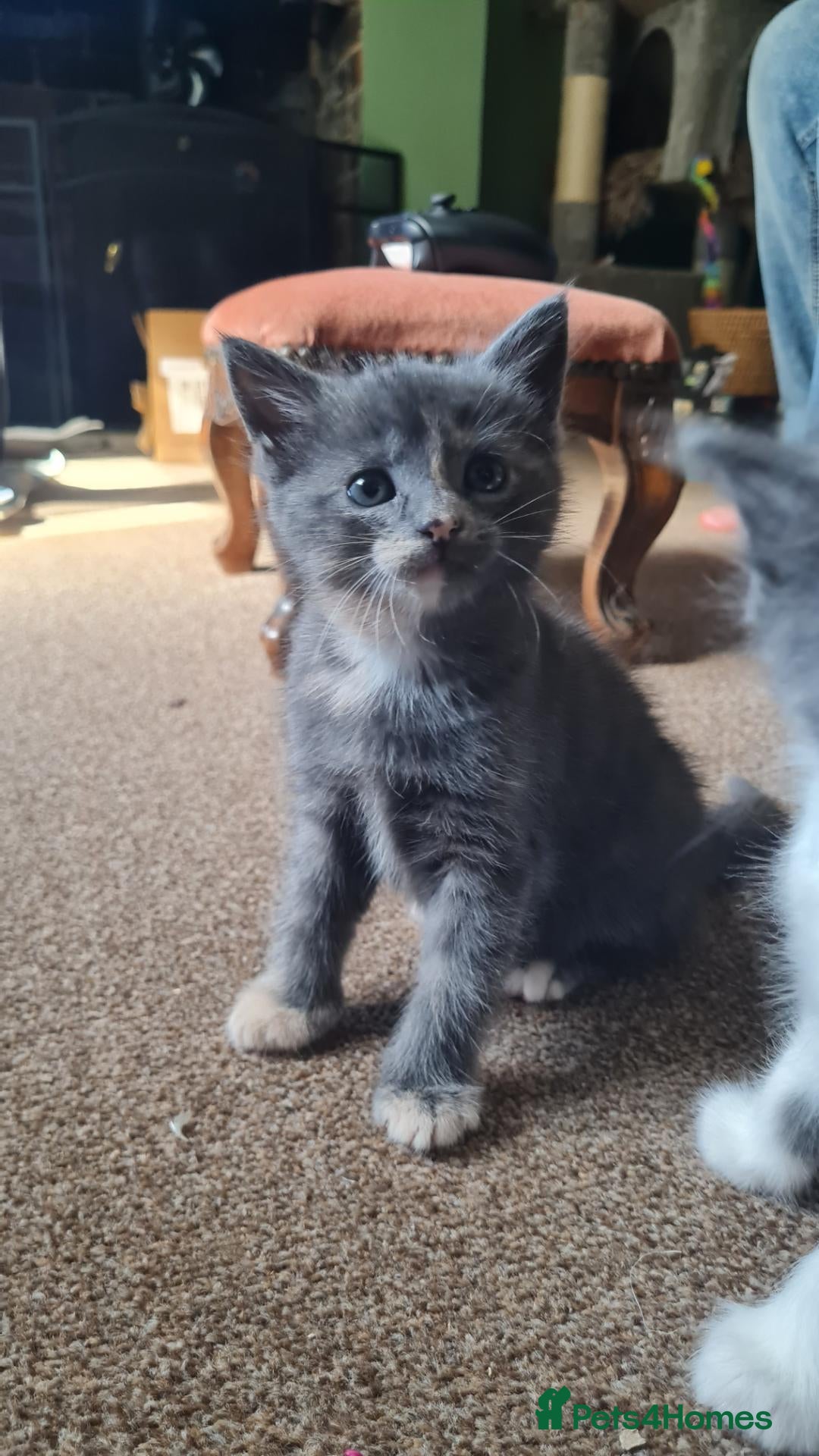 Mixed Breed cats 1 cute girl kittens left  - Advert 12
