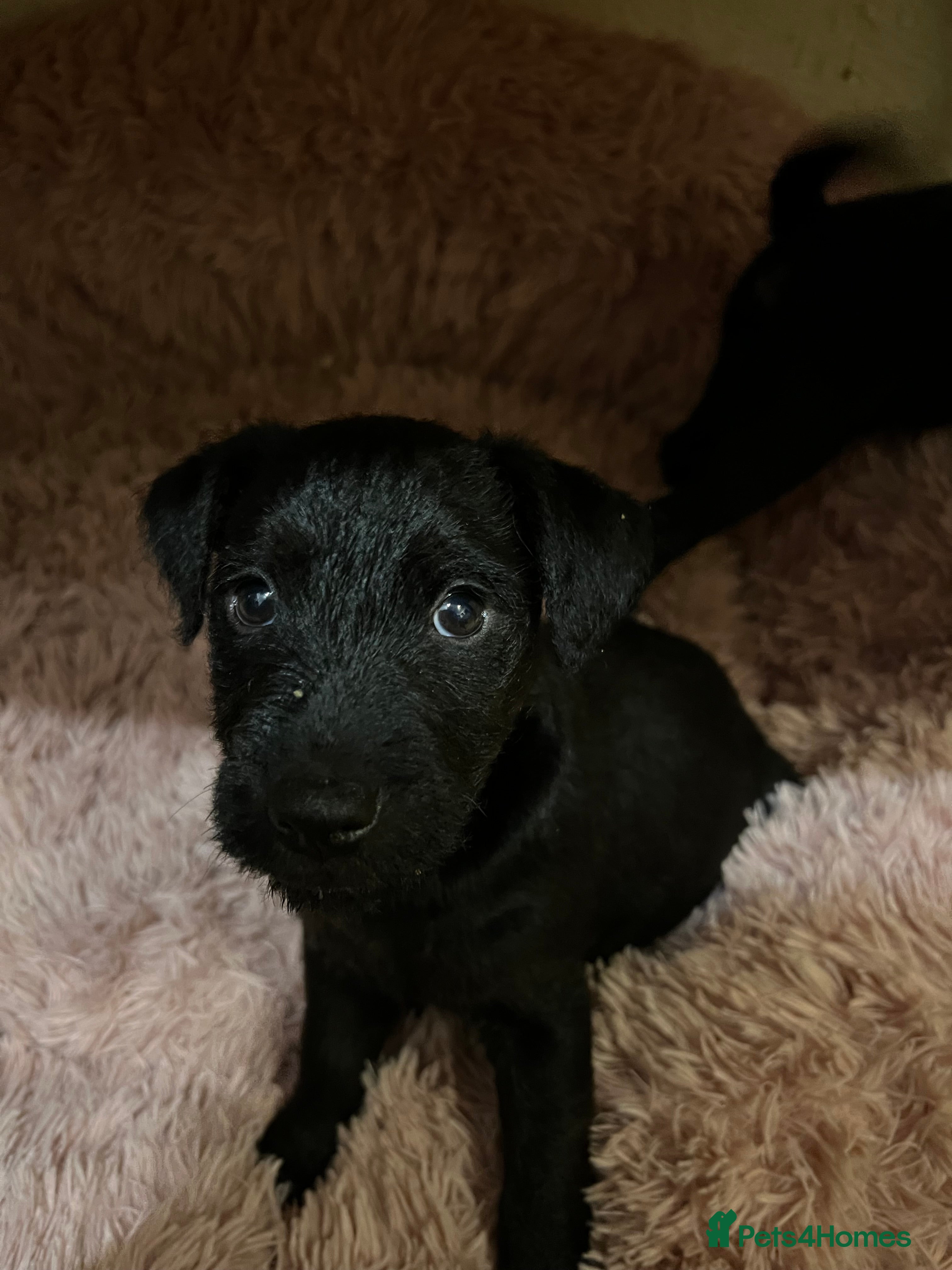 Patterdale Terrier dogs 1 Patterdale puppy for sale. - Advert 5