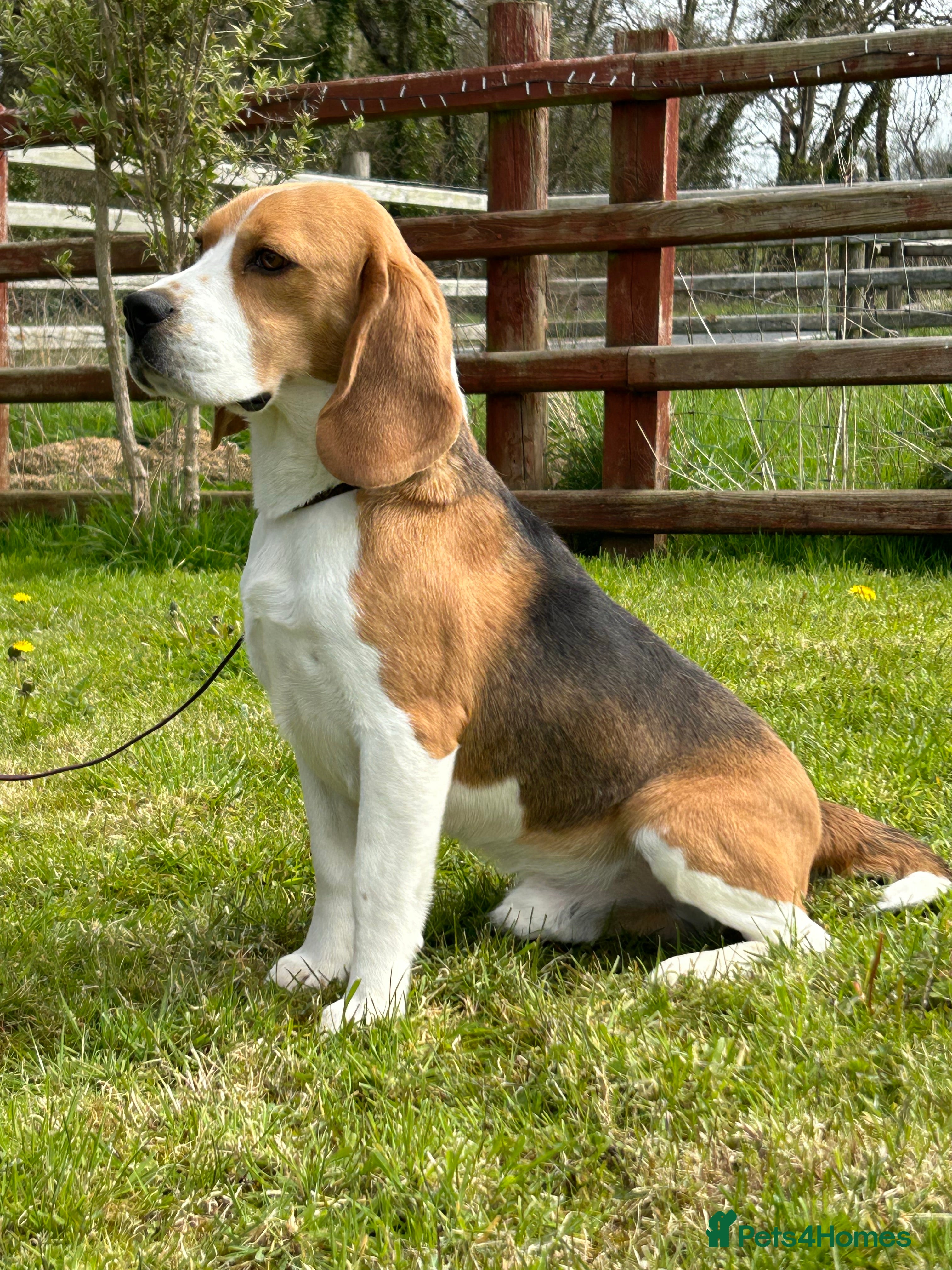 Beagle dogs CHAMPION BREEDING, DNA TESTED CLEAR BEAGLE STUD in Cardigan - Advert 4
