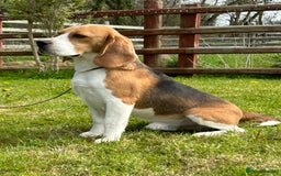 Beagle dogs for stud: CHAMPION BREEDING, DNA TESTED CLEAR BEAGLE STUD in Cardigan - Image 1