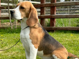 Beagle dogs in Cardigan - Advert 1