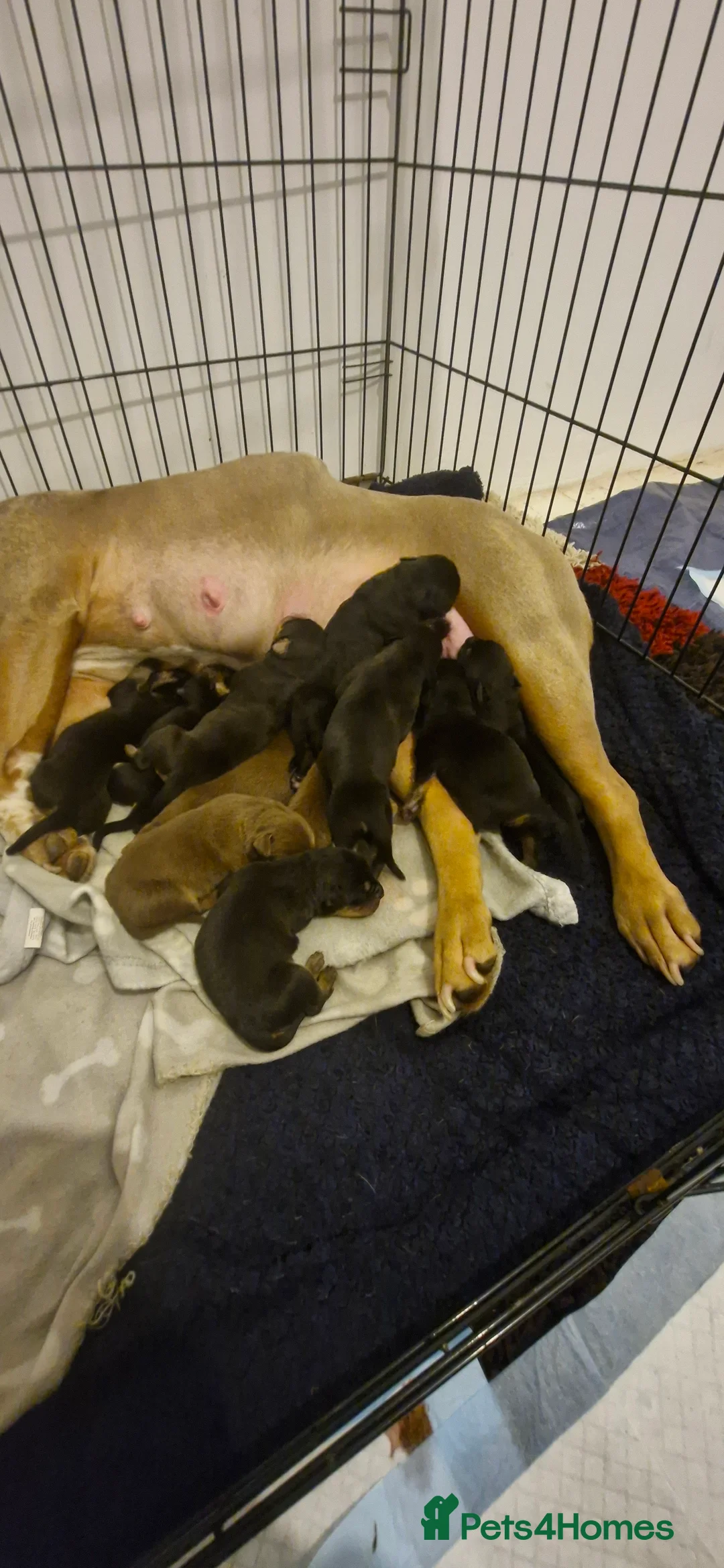 Mixed Breed dogs for sale: Doberman shepherd puppies in Swansea - Advert 1