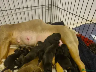 Mixed Breed dogs Doberman shepherd puppies in Swansea - Advert 1