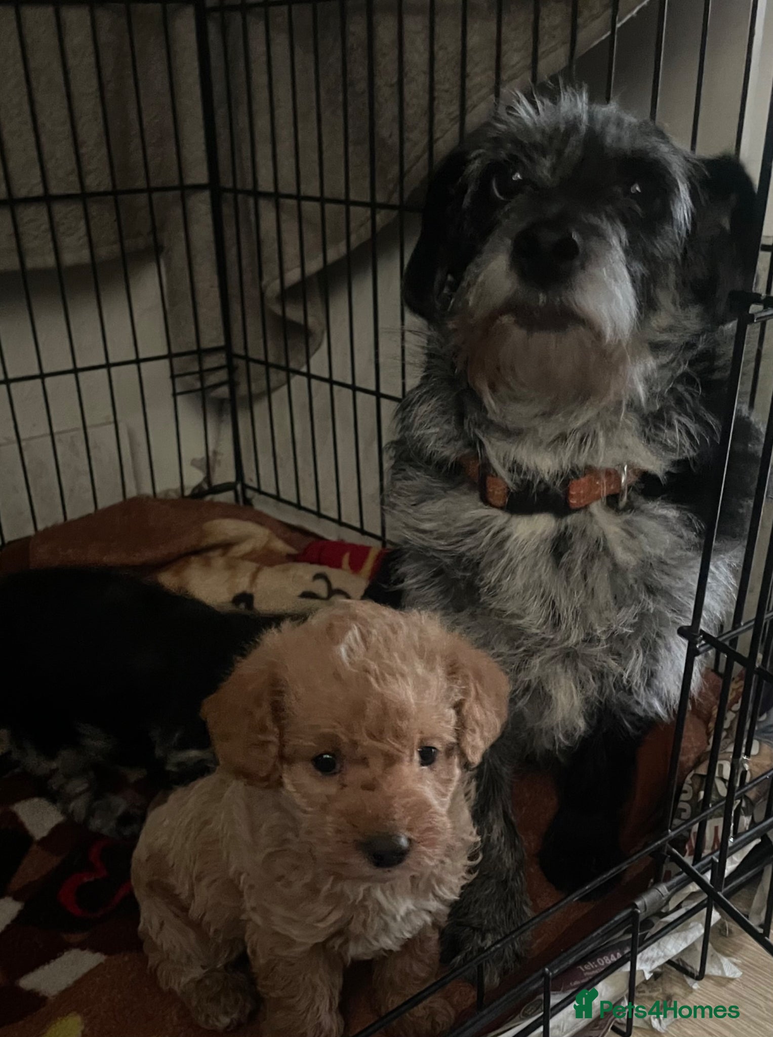 Jackapoo dogs Stunning jackapoo puppies  - Advert 1