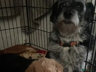 Jackapoo dogs Stunning jackapoo puppies - Advert 1