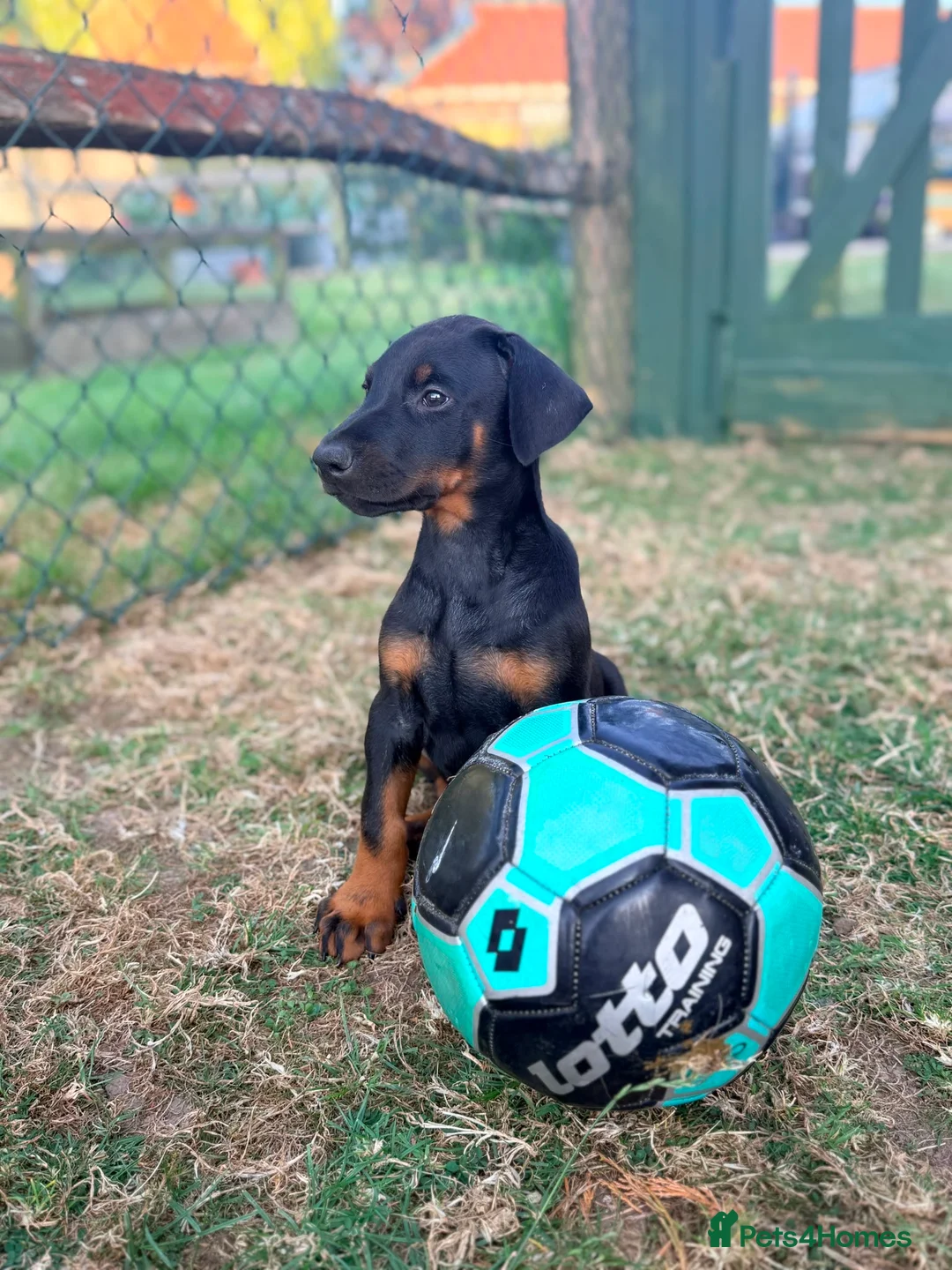 Dobermann dogs for sale: EXCEPTIONAL HOME BRED DOBERMANN PUPPIES - Advert 2