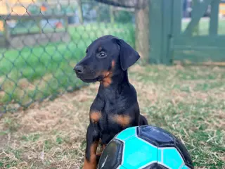 Dobermann dogs HOME BRED DOBERMAN PUPPIES - Advert 10