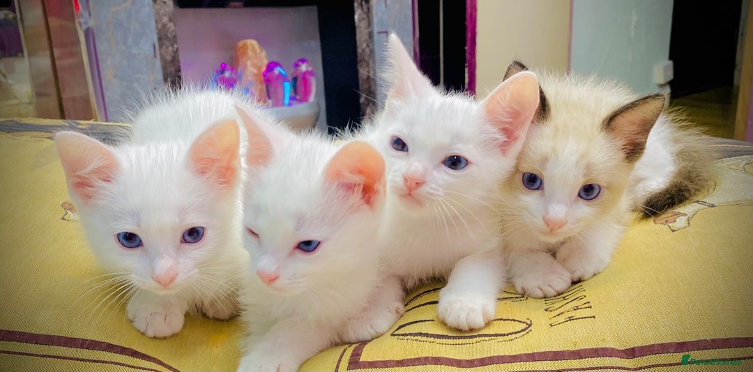 Ragdoll cats for sale: Beautiful Ragdol - Image 4