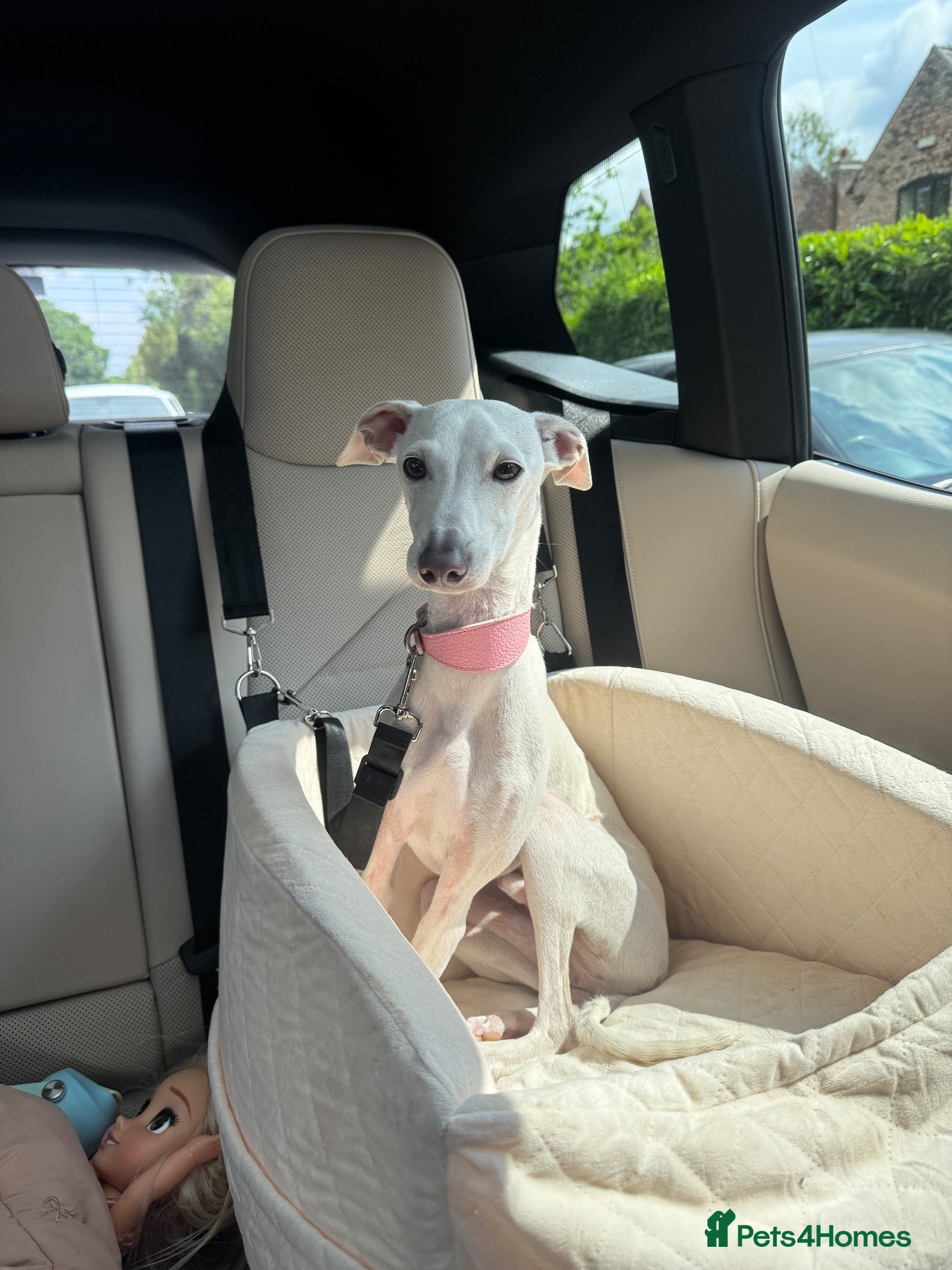 Italian Greyhound dogs for sale: Italian greyhound 2 years old  - Advert 18