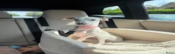 Italian Greyhound dogs for sale: Italian greyhound 2 years old  in Cheadle - Advert 1
