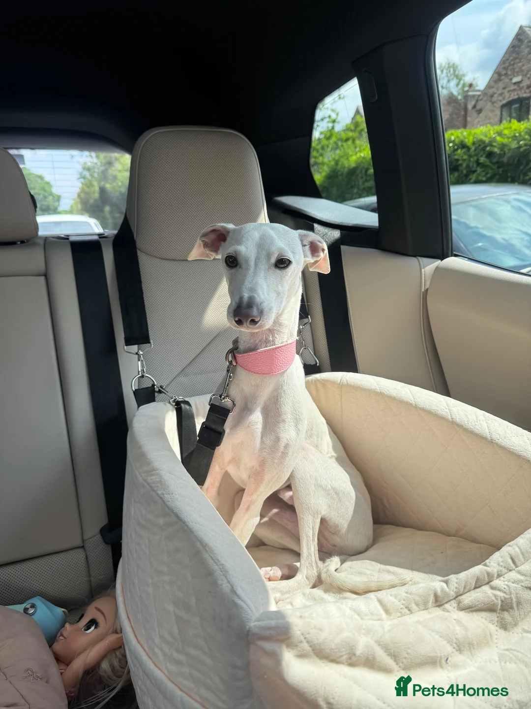 Italian Greyhound dogs for sale: Italian greyhound 2 years old  in Cheadle - Advert 1