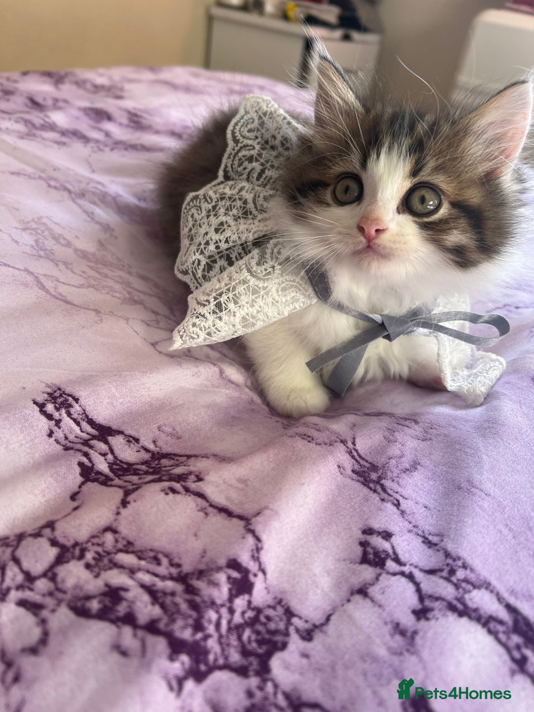 Turkish Angora cats for sale: Ragdoll/ Turkish Angora kittens last BOY/GIRL - Image 3