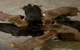 Mixed Breed dogs for sale: Dachshund crosss border collie - Image 3