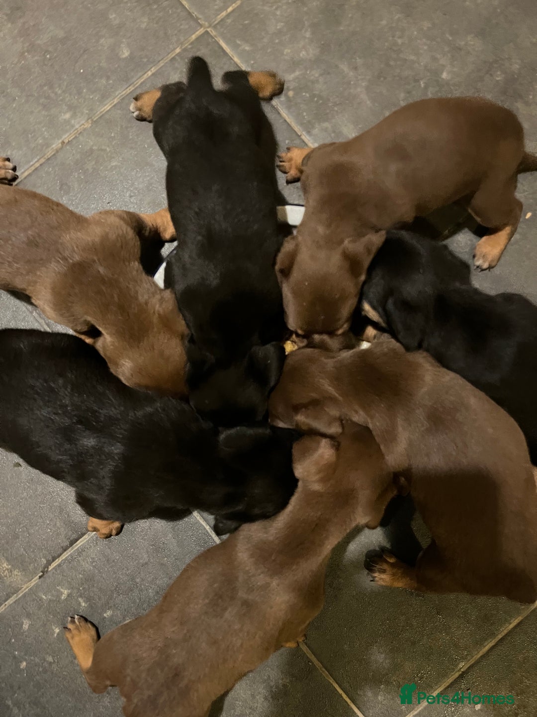 Mixed Breed dogs for sale: Dachshund crosss border collie - Image 3
