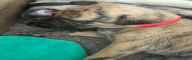 Whippet Puppy 2 RESERVED 
