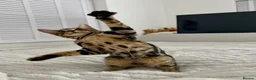 Bengal cats for sale: Apollo - Advert 4