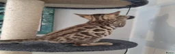 Bengal cats for sale: Stunning snow and brown bengal kittens - Advert 10