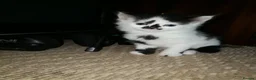 Maine Coon cats for sale: 🐱🐱 Kittens Available🐱🐱  - Advert 6