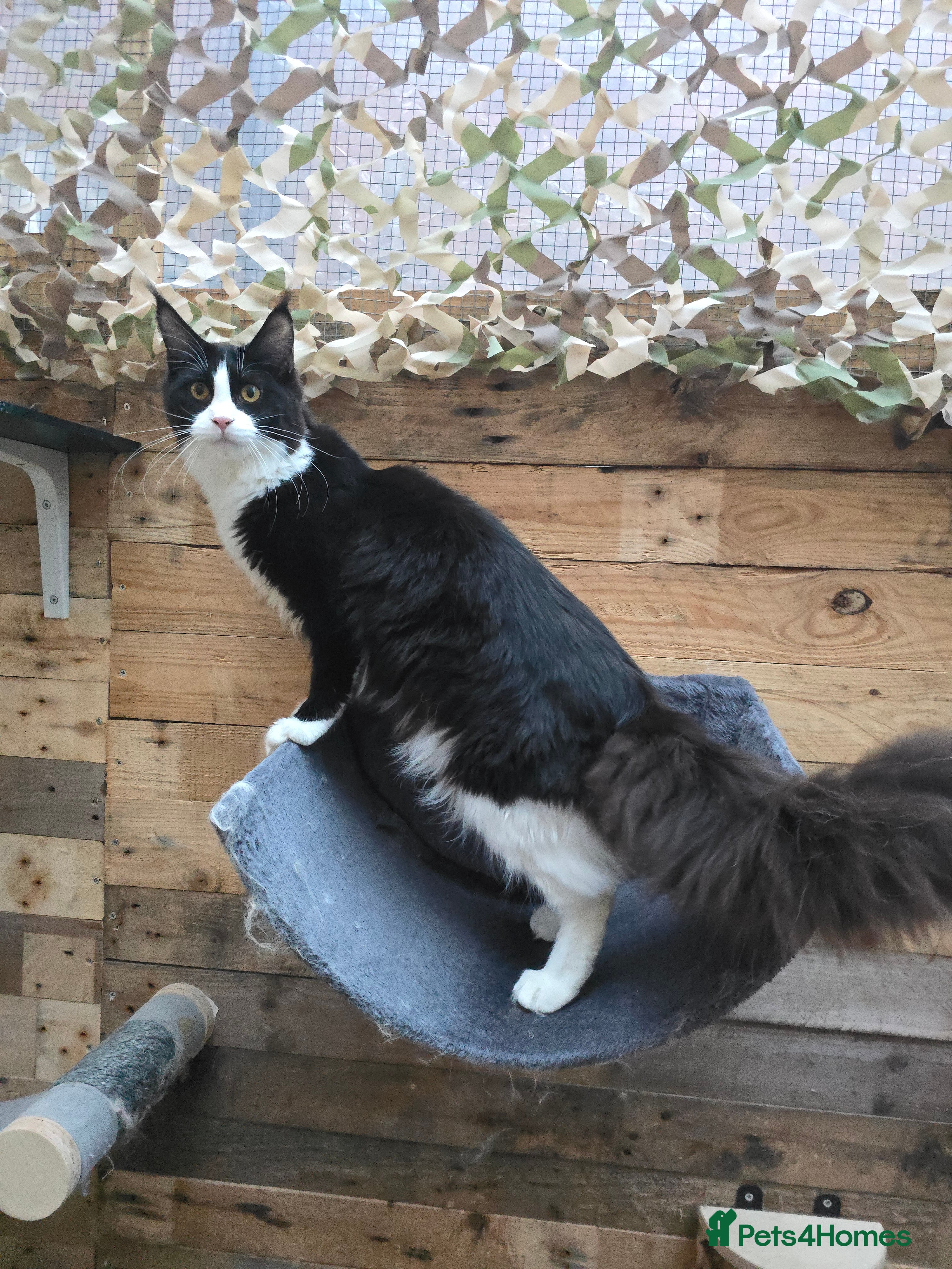 Maine Coon cats Stunning Active Adult Female Black Bicolor - Advert 7