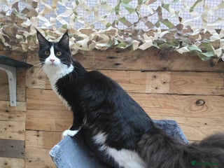 Maine Coon cats Stunning Active Adult Female Black Bicolor - Advert 11