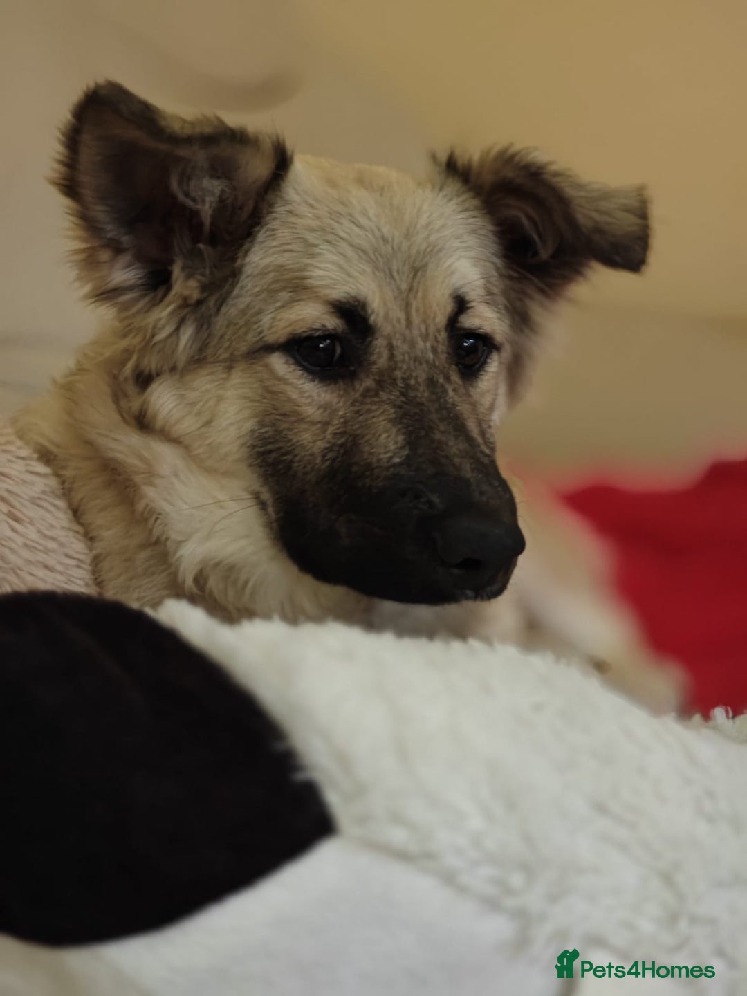 Mixed Breed dogs for adoption: ❤️🐶 Nusha – 7(8) month-old lower-medium girl❤️🐶 - Advert 6