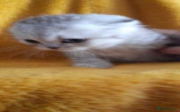 Scottish Fold cats for sale: LAST BOY FOLD. OPEN TO OFFERS.  in Aberdare - Image 23