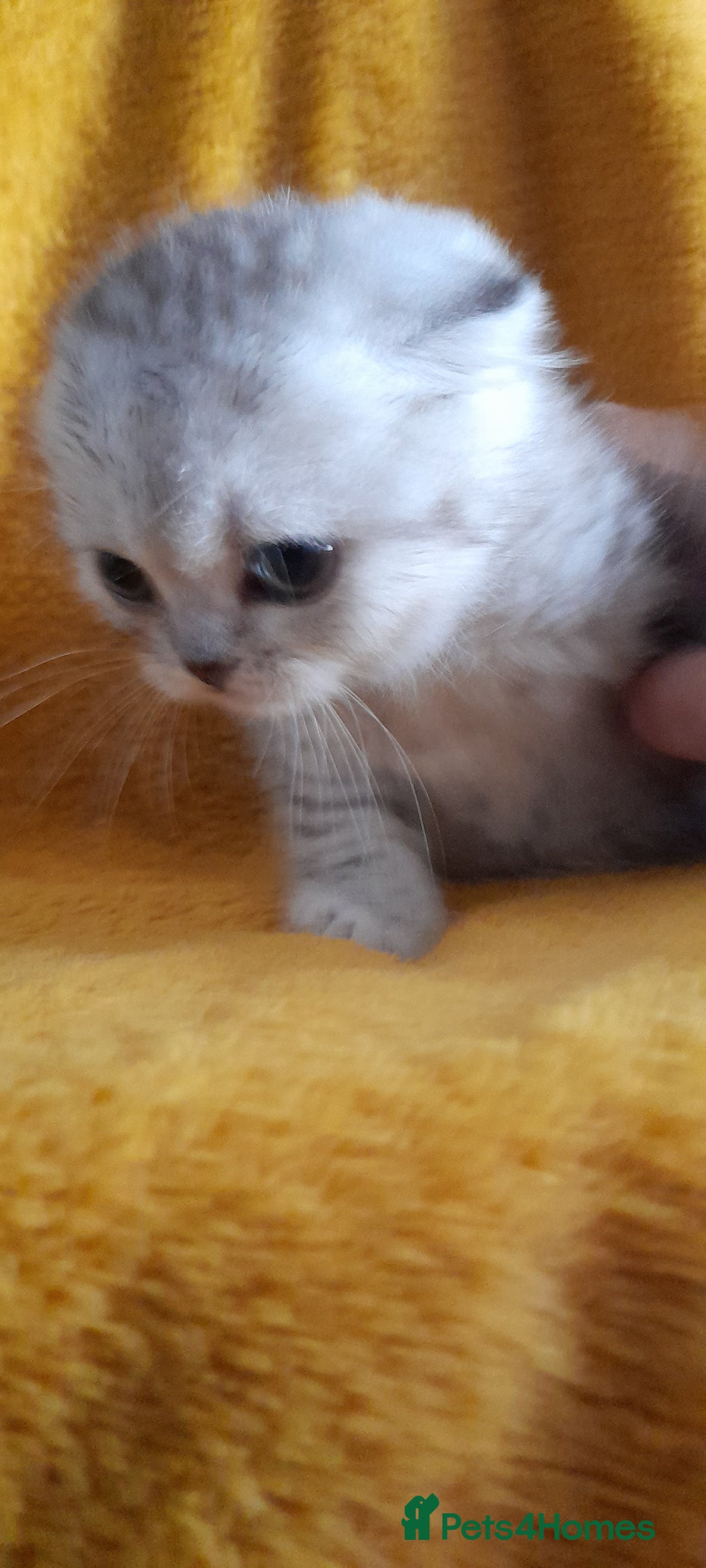 Scottish Fold cats for sale: LAST BOY FOLD. OPEN TO OFFERS.  in Aberdare - Image 23