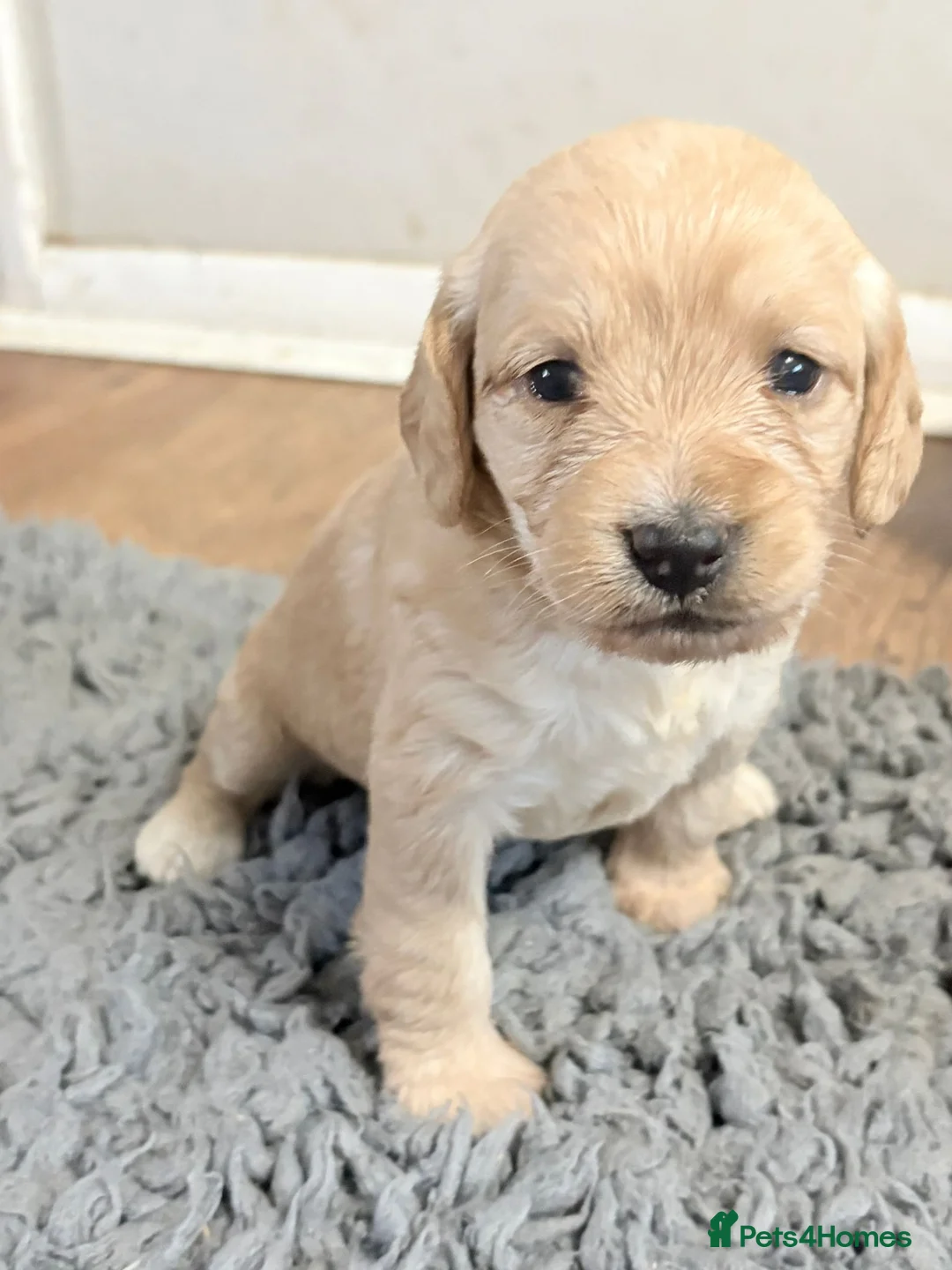 Mixed Breed dogs for sale: Eight cockapoo mix in Slough - Advert 4
