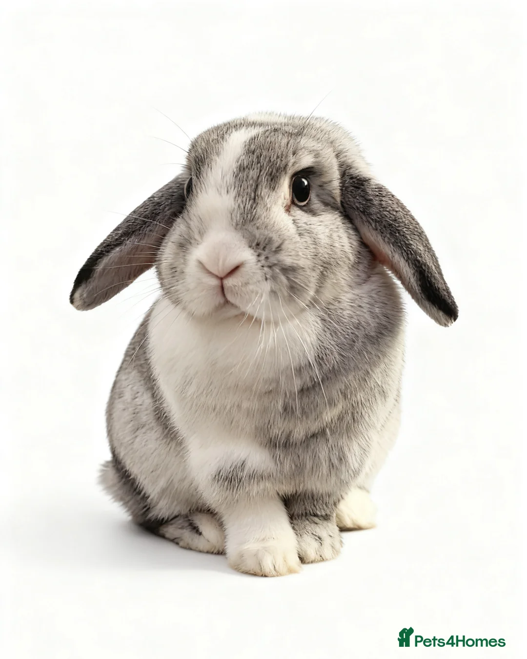 Mini Lop rabbits for sale: Miss Floppy - Advert 3