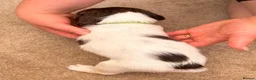 English Springer Spaniel dogs for sale: KC registered Springer Spaniel puppies - Advert 15